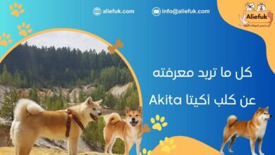 مميزات كلب أكيتا Akita