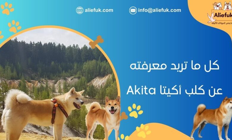 مميزات كلب أكيتا Akita