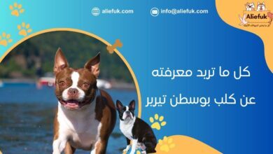 ما هو كلب بوسطن تيرير