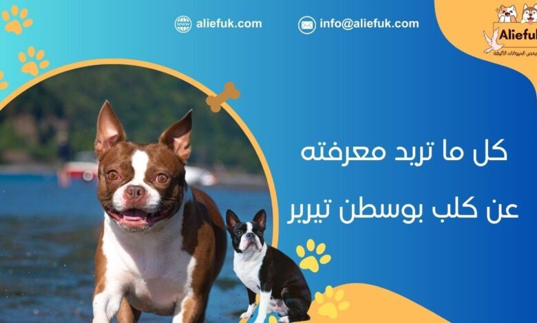 ما هو كلب بوسطن تيرير