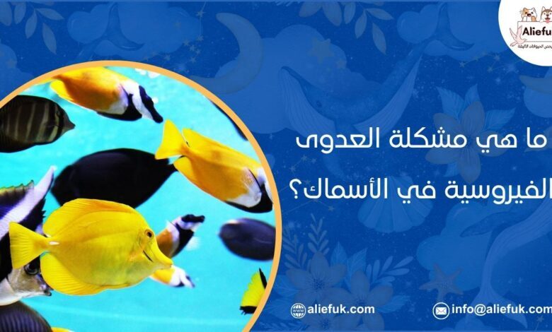 تعرف على مشكلة العدوى الفيروسية في أسماك الزينة - موقع أليفك تعرف على مشكلة العدوى الفيروسية في سمك الزينة