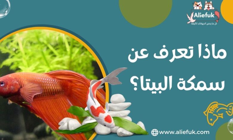 ما هي أهم مواصفات سمك البيتا