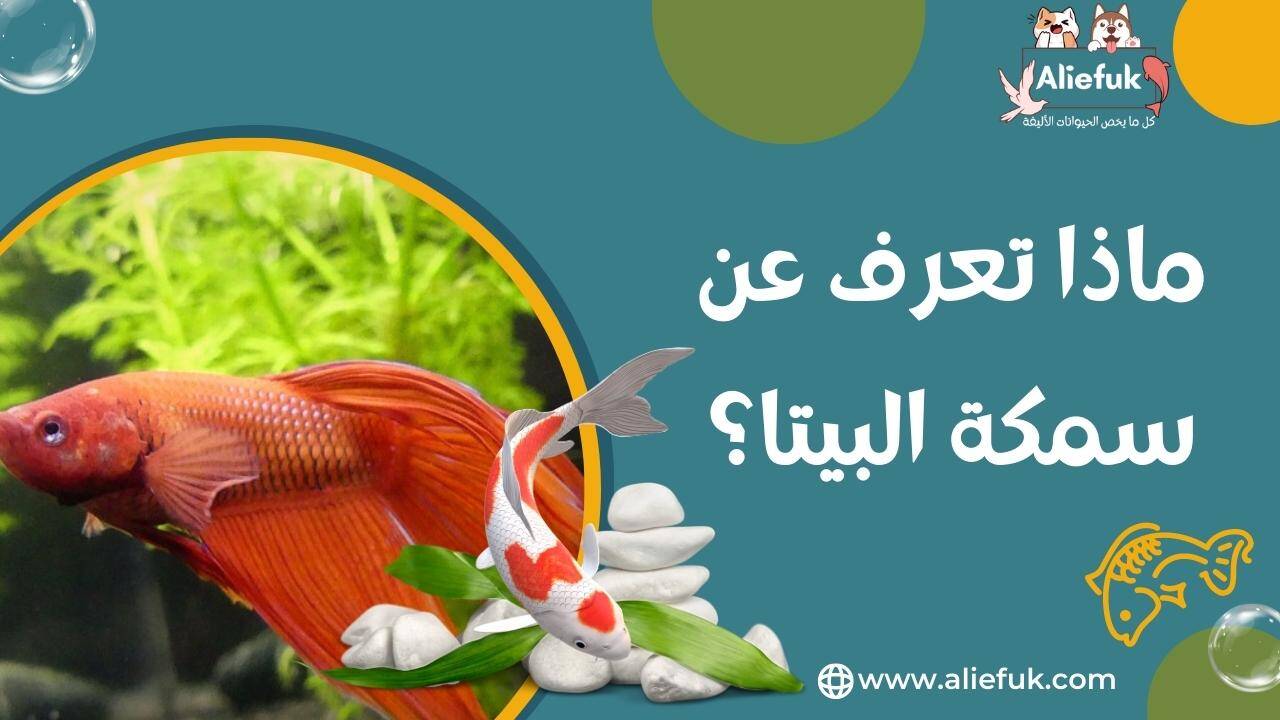 ما هي أهم مواصفات سمك البيتا