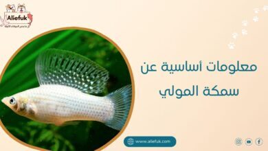 ماذا تعرف عن سمكة المولي