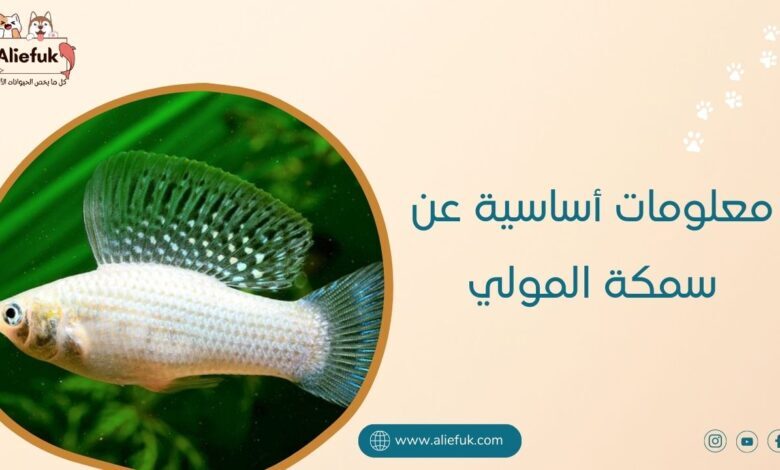 ماذا تعرف عن سمكة المولي