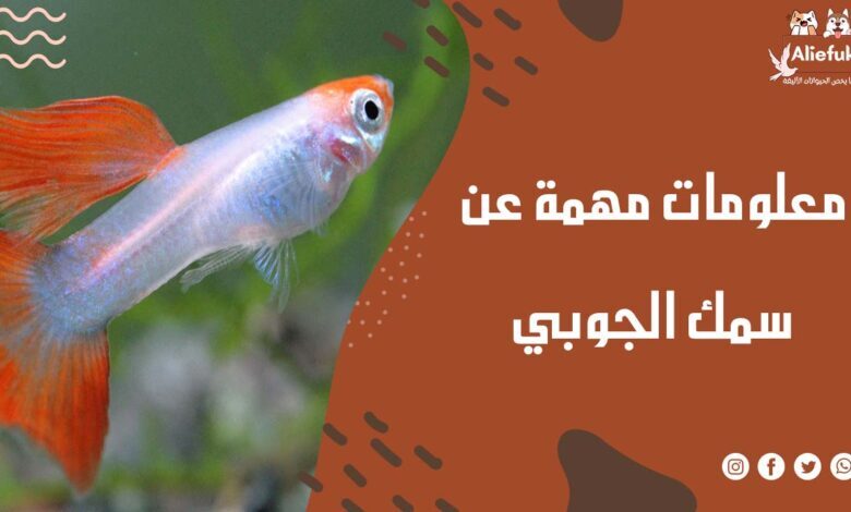 معلومات أساسية عن سمك الجوبي