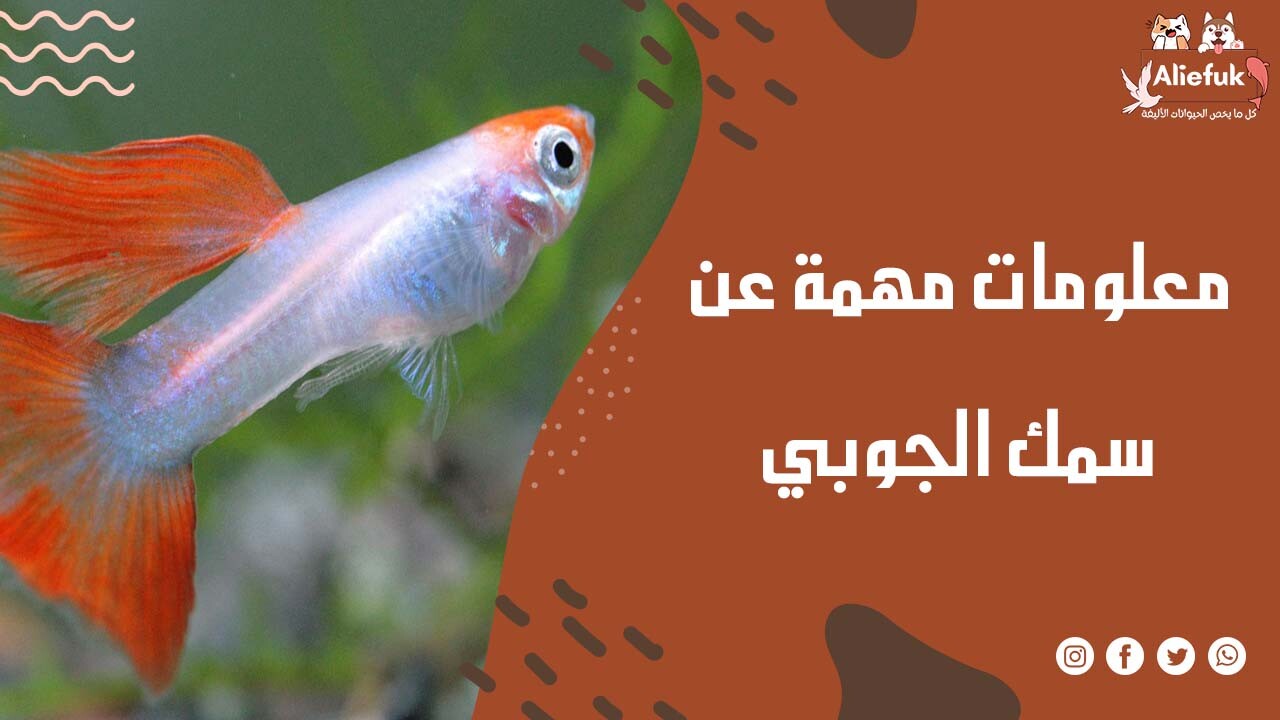 معلومات أساسية عن سمك الجوبي