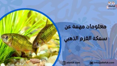 ما هي سمكة القزم الذهبي