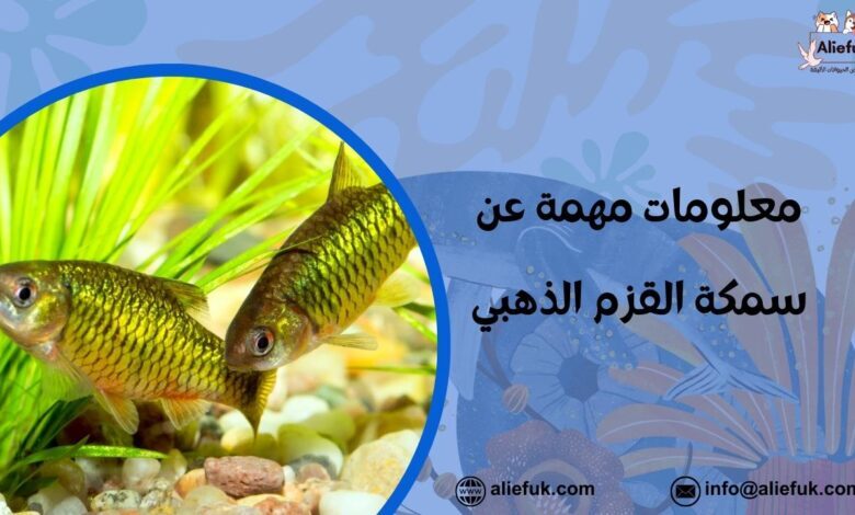 ما هي سمكة القزم الذهبي