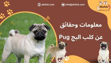 ما هو كلب البج