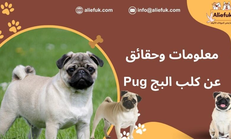 ما هو كلب البج