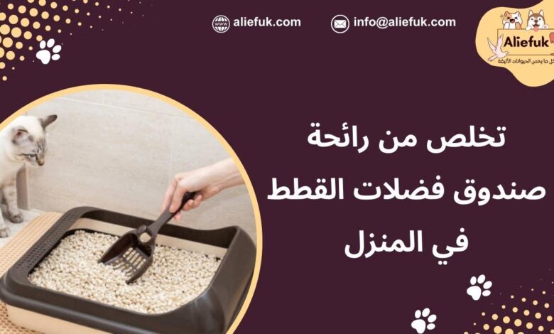 إزالة رائحة صندوق الفضلات للقطط من المنزل