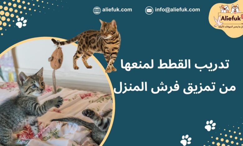 طرق تدريب القطط
