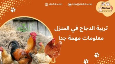 تربية الدجاج في البيت