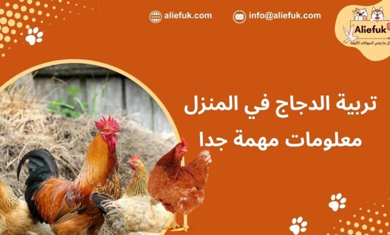تربية الدجاج في البيت