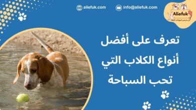 ما هي أنواع الكلاب التي تستطيع العوم