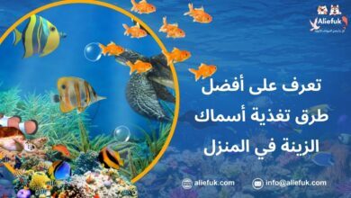 طرق تغذية أسماك الزينة