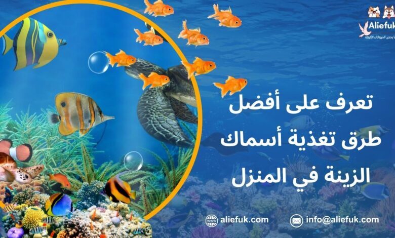 طرق تغذية أسماك الزينة