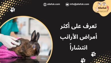 ما هي أمراض الأرانب