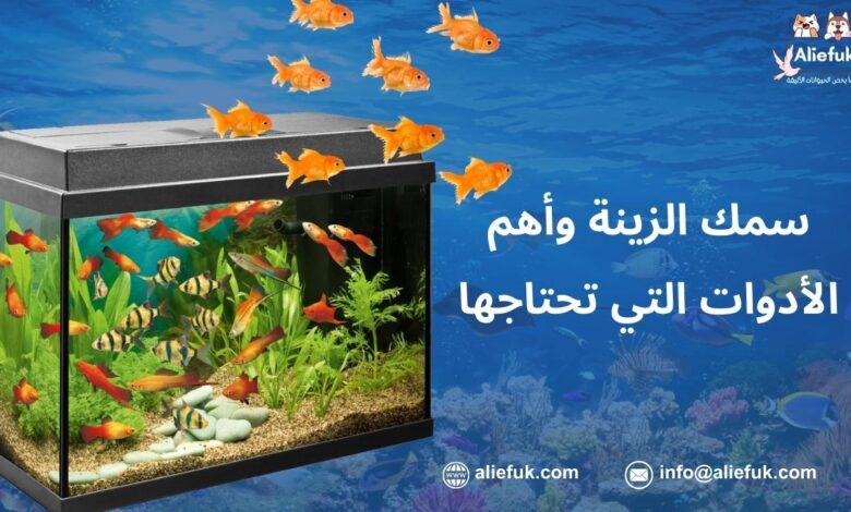 رعاية سمك الزينة