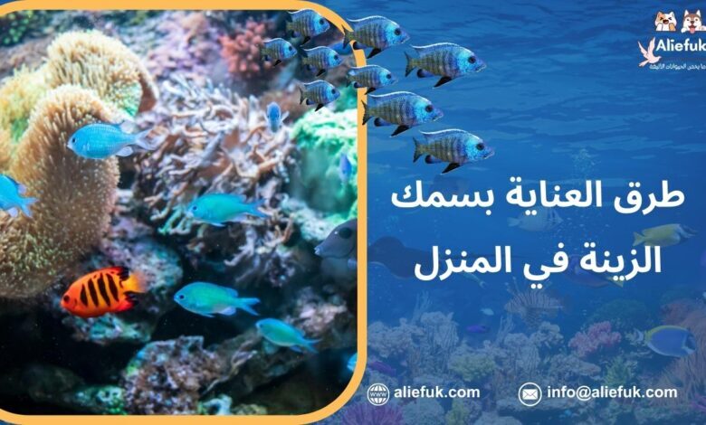 العناية بأسماك الزينة في البيت