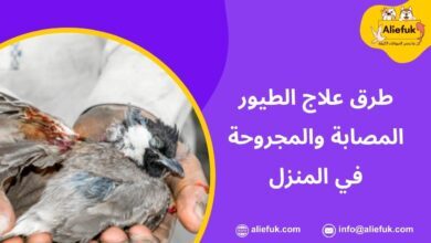 علاج الطيور المنزلية