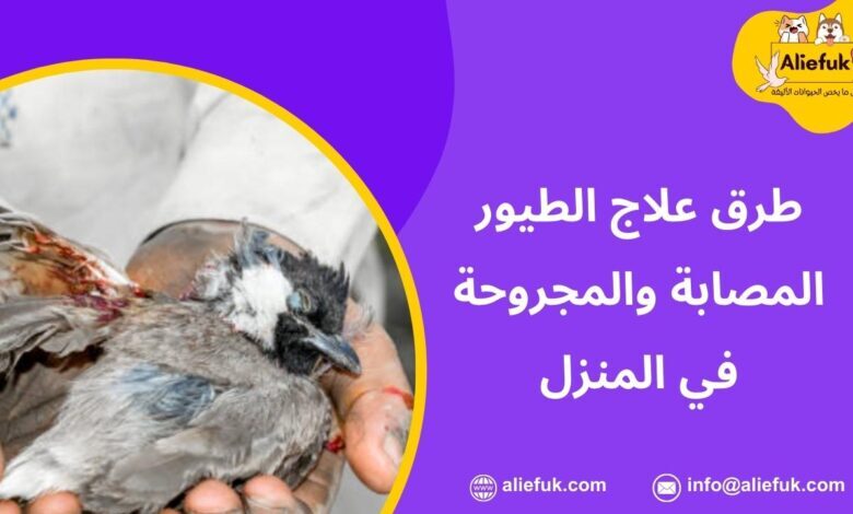 علاج الطيور المنزلية