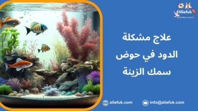 التخلص من الدود في حوض سمك الزينة