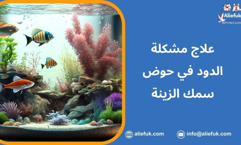 التخلص من الدود في حوض سمك الزينة