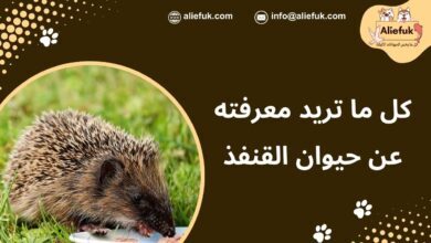 ما هو القنفذ