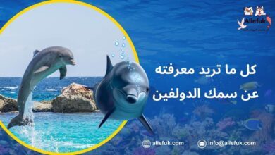 دولفين أجمل الحيوانات الأليفة البحرية وصديقة الإنسان - موقع أليفك ما هو سمك الدولفين