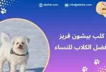 مميزات كلب بيشون فريز