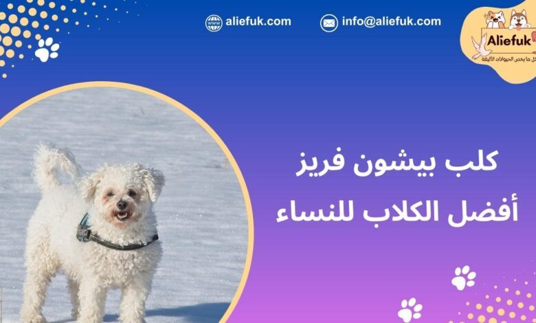 مميزات كلب بيشون فريز