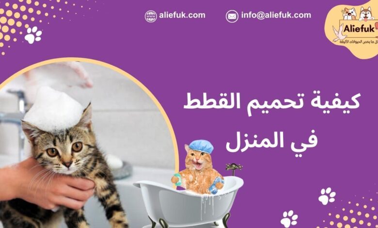 طرق تحميم القطط في البيت