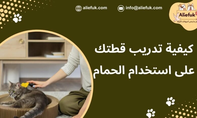 كيفية تدريب قطتك على استخدام الحمام خارج المنزل - موقع أليفك كيفية تدريب قطتك على الحمام