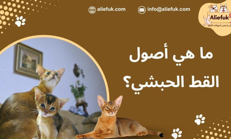 ما هو أصل القط الحبشي