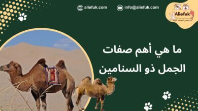 نشأة الجمل ذو السنامين