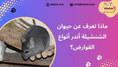 أصل حيوان الشنشيلة