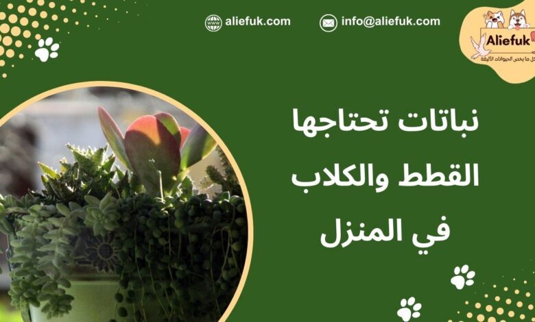 القطط والكلاب في المنزل