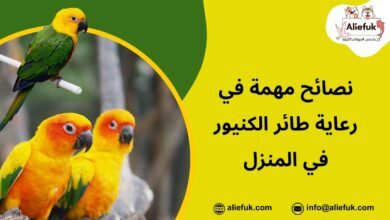 رعاية طائر الكنيور