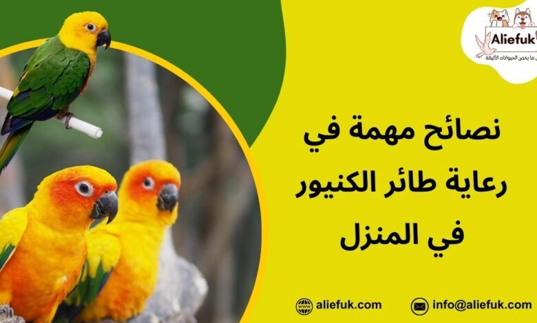 رعاية طائر الكنيور