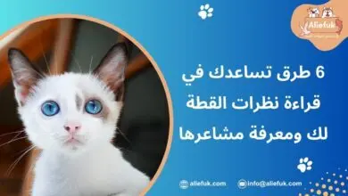 كيف تفهم نظرات القطط