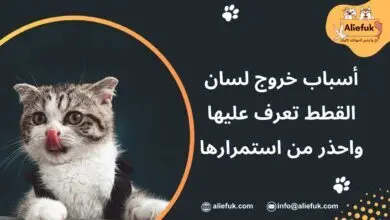 ما هي أسباب خروج لسان القطط