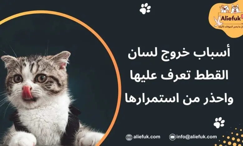 ما هي أسباب خروج لسان القطط