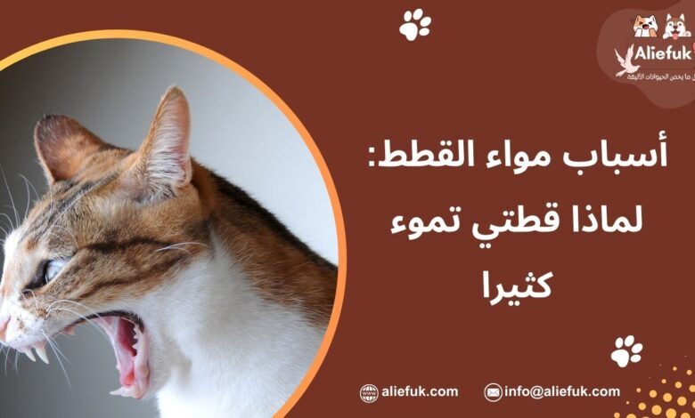 ما هي أسباب مواء القطط