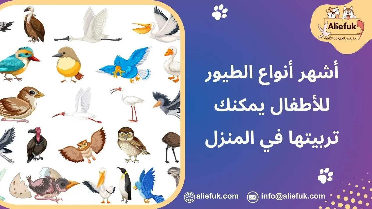 اسماء طيور للاطفال