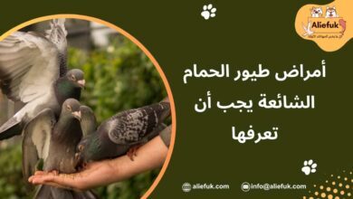ما هي أمراض طيور الحمام