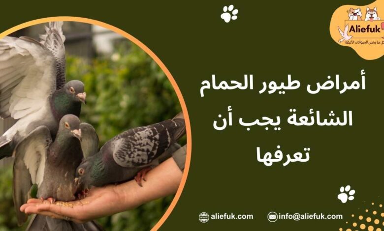 ما هي أمراض طيور الحمام