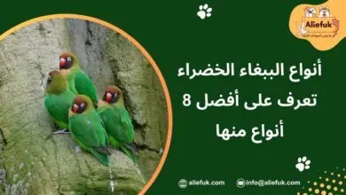 ما هي أنواع الببغاء الخضراء