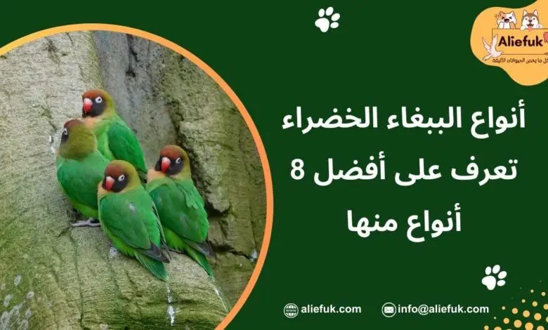 أنواع الببغاء الخضراء تعرف على أفضل 8 أنواع منها - موقع أليفك ما هي أنواع الببغاء الخضراء